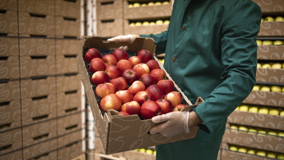 Worker handling fresh produce logistics at a DP World distribution center