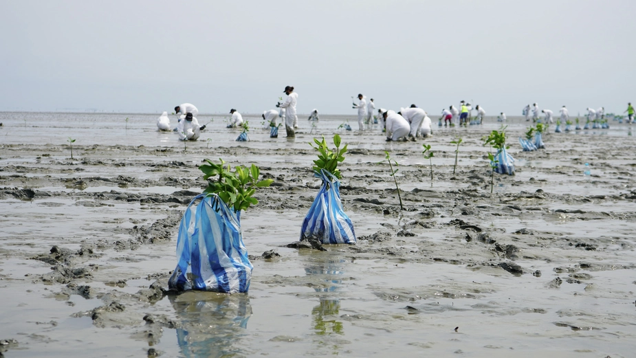 Planted Mangroves