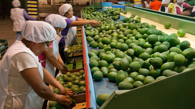 Farmers harvesting produce at DP World-supported agriculture
